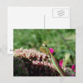 Praying Mantis Natuur Photography Briefkaart (Voorkant / Achterkant)