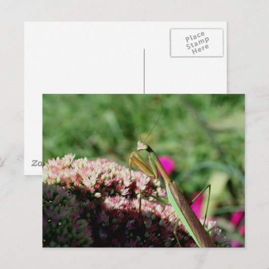 Praying Mantis Natuur Photography Briefkaart (Voorkant / Achterkant)