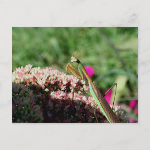 Praying Mantis Natuur Photography Briefkaart