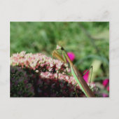 Praying Mantis Natuur Photography Briefkaart (Voorkant)