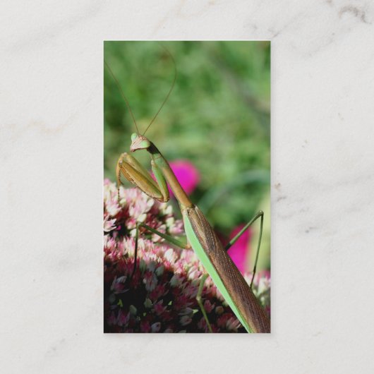 Praying Mantis Natuur Photography Visitekaartje (Achterkant)