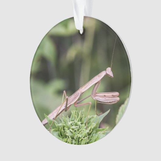 Praying Mantis Ornament (voorkant)