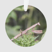 Praying Mantis Ornament (voorkant)