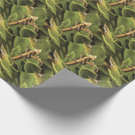 Praying Mantis Portrait Insect Art Cadeaupapier (Hoek)