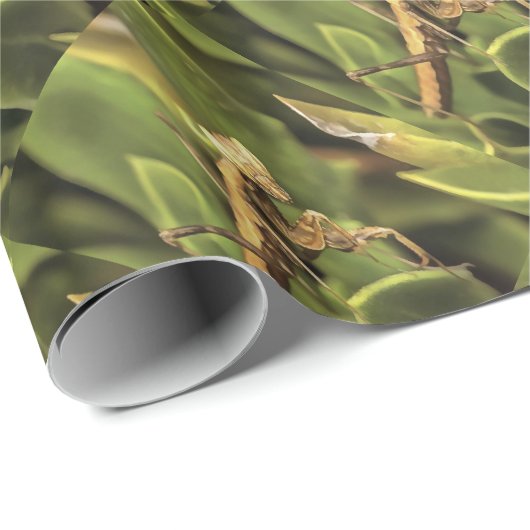 Praying Mantis Portrait Insect Art Cadeaupapier (Rol Hoek)