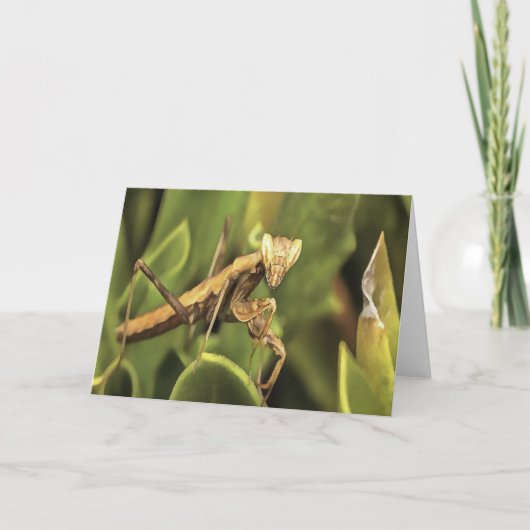 Praying Mantis Portrait Insect Art Kaart (Voorkant)