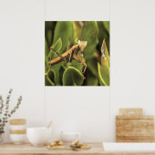 Praying Mantis Portrait Insect Art Poster (Keuken)