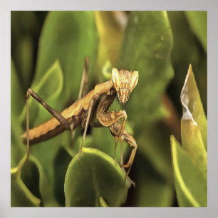 Praying Mantis Portrait Insect Art Poster