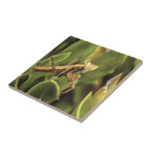 Praying Mantis Portrait Insect Art Tegeltje (Zijkant)