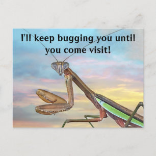 Praying Mantis Post Card Briefkaart