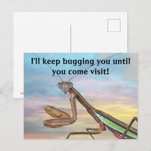 Praying Mantis Post Card Briefkaart (Voorkant / Achterkant)