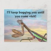 Praying Mantis Post Card Briefkaart (Voorkant)