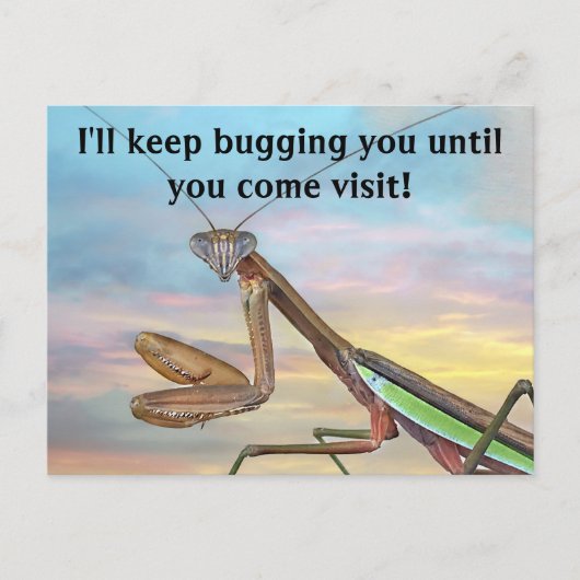 Praying Mantis Post Card Briefkaart (Voorkant)