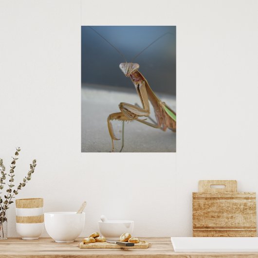 Praying Mantis Poster (Keuken)
