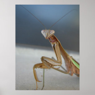 Praying Mantis Poster