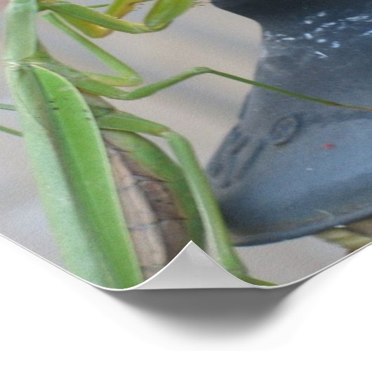 Praying Mantis Poster (Hoek)