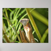 Praying Mantis Poster (Voorkant)