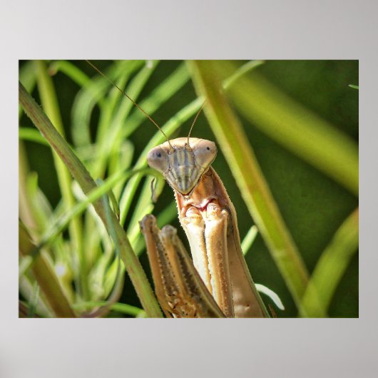 Praying Mantis Poster (Voorkant)