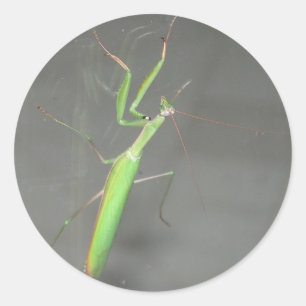 Praying Mantis Ronde Sticker