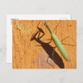 Praying Mantis Silhouette Briefkaart (Voorkant / Achterkant)