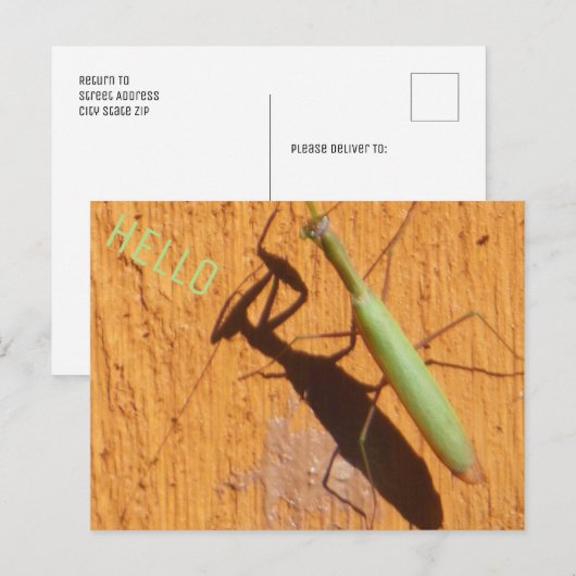Praying Mantis Silhouette Briefkaart (Voorkant / Achterkant)