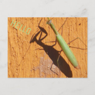 Praying Mantis Silhouette Briefkaart
