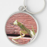 Praying Mantis