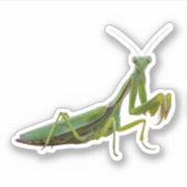 Praying Mantis Sticker (Voorkant)