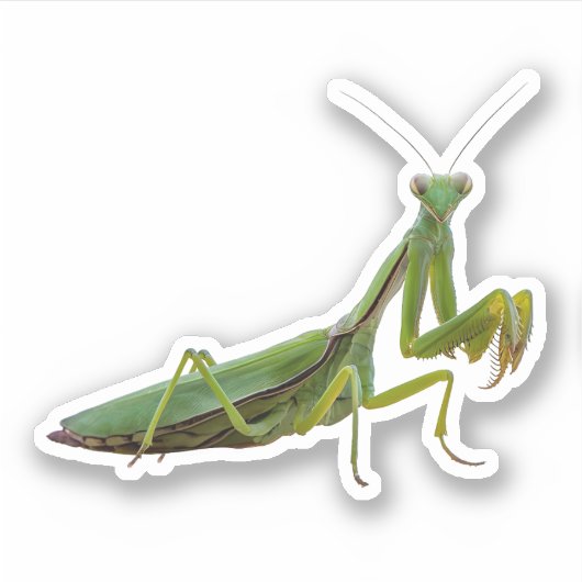 Praying Mantis Sticker (Voorkant)
