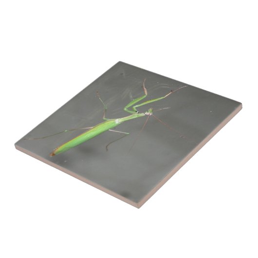 Praying Mantis Tegeltje (Zijkant)