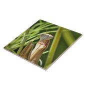 Praying Mantis Tegeltje (Zijkant)