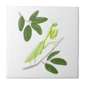 Praying Mantis Tile Tegeltje (Voorkant)