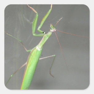 Praying Mantis Vierkante Sticker