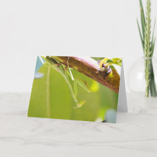 Praying Mantis Wenskaart Kaart