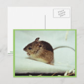 Prebles Meadow Jumping Mouse Briefkaart (Voorkant / Achterkant)