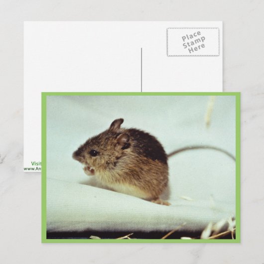 Prebles Meadow Jumping Mouse Briefkaart (Voorkant / Achterkant)