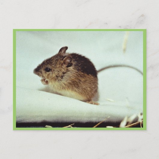 Prebles Meadow Jumping Mouse Briefkaart (Voorkant)