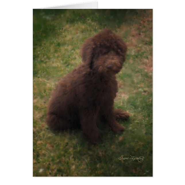 PRECIES AUSTRALIË LABRADOODLE (Voorkant)