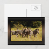 Precies bij U - zebras safari in het wild Briefkaart (Voorkant / Achterkant)