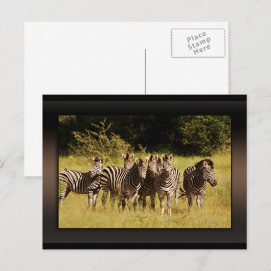 Precies bij U - zebras safari in het wild Briefkaart (Voorkant / Achterkant)