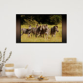 Precies bij U - zebras safari in het wild Poster (Keuken)