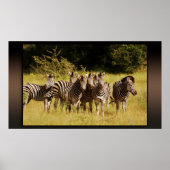 Precies bij U - zebras safari in het wild Poster (Voorkant)