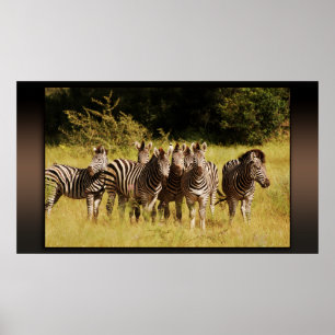 Precies bij U - zebras safari in het wild Poster