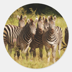 Precies bij U - zebras safari in het wild Ronde Sticker