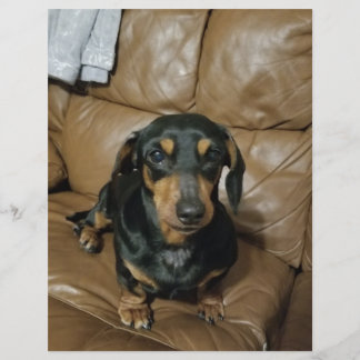 Precious Dachshund