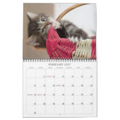 Precious Kittens Kalender (Feb 2027)