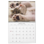 Precious Kittens Kalender (Mar 2026)