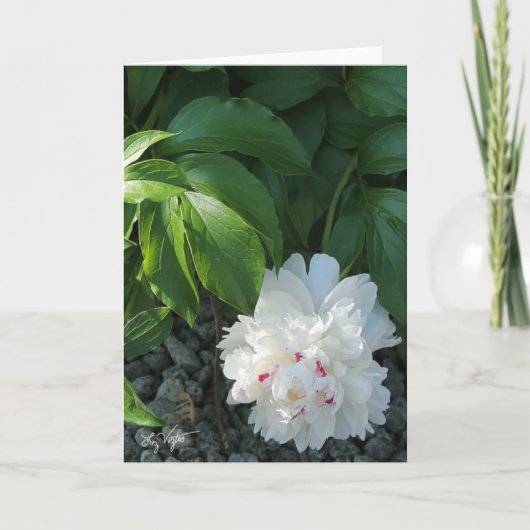 Precious Peony Blank Greet/of Note Card Kaart (Voorkant)