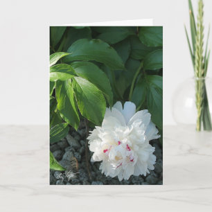 Precious Peony Blank Greet/of Note Card Kaart