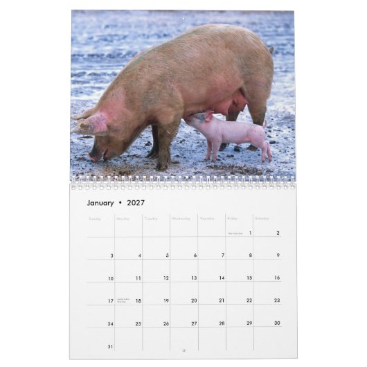 Precious Pigs 2016 Calendar Kalender (Jan 2027)